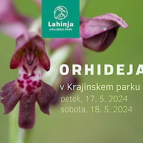 Orhidejada v Krajinskem parku Lahinja: Voden ogled po rastiščih orhidej po terenu KP Lahinja