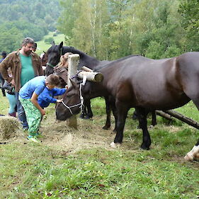 16. Belokranjska razstava konj