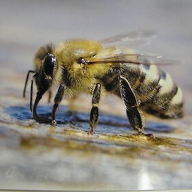 Predavanje "Zdravstveno varstvo čebel"