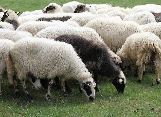Polstenje (filcanje) ovčje volne