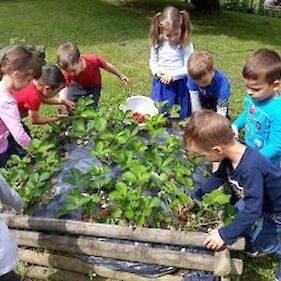 Otroci sodelujejo pri delu na vrtčevskem vrtu