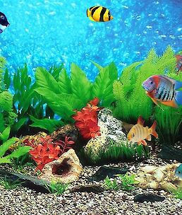 Koliko rib v akvarij, da se bodo počutile dobro?
