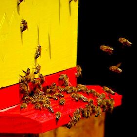 Obisk čebeljega panja v Bivalni enoti VDC-ja